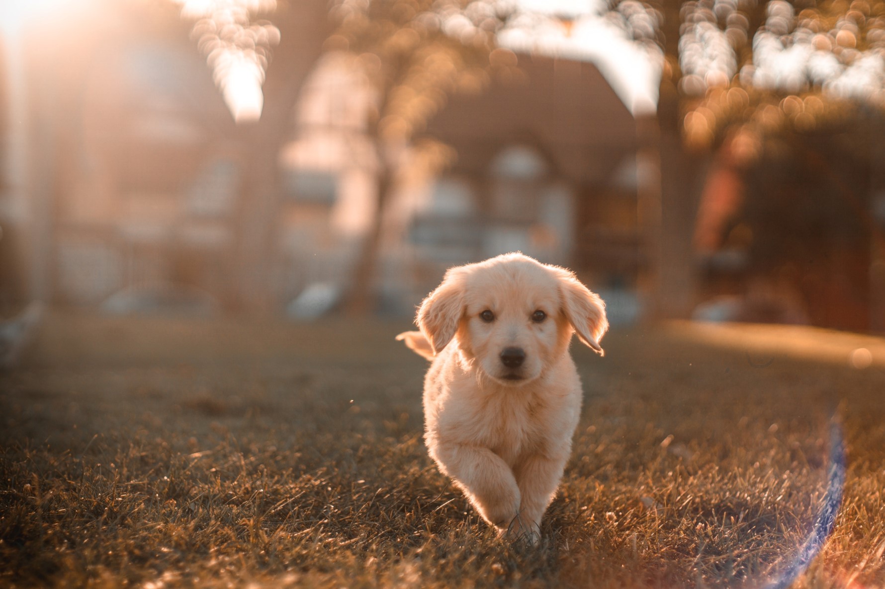 A labrador puppy running through grass with blurry trees in the background